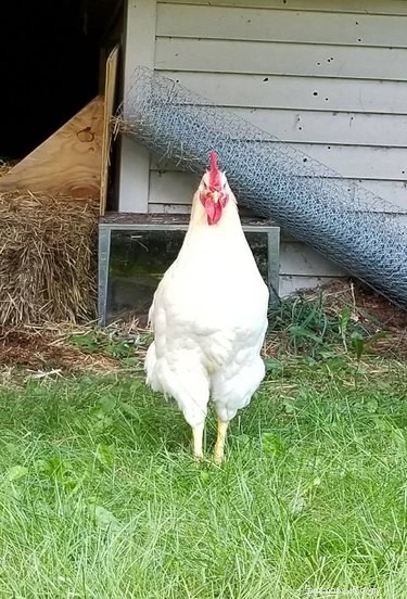 Michigan Woman Shares Hilarious Story About Her Troublemaker Rooster