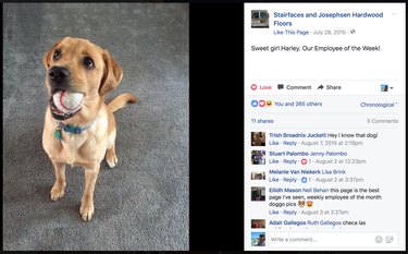 Contractor Honors Pets with Humorous Awards in Every Home Project