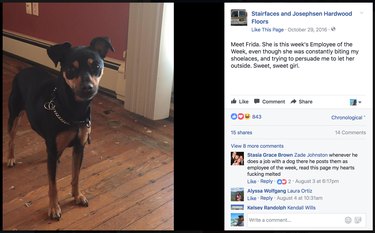 Contractor Honors Pets with Humorous Awards in Every Home Project