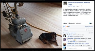 Contractor Honors Pets with Humorous Awards in Every Home Project