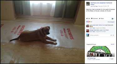 Contractor Honors Pets with Humorous Awards in Every Home Project