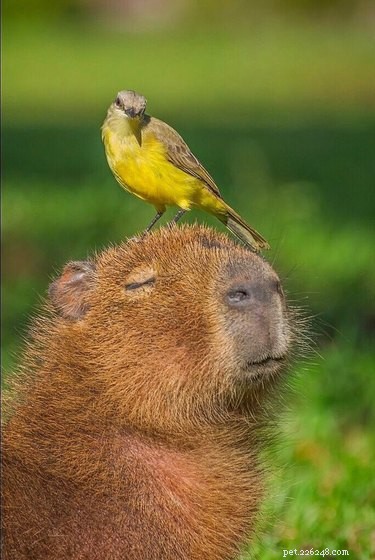 20 Captivating Capybara Photos That Will Leave You Amazed