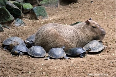 20 Captivating Capybara Photos That Will Leave You Amazed
