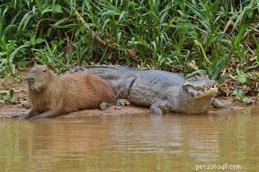 20 Captivating Capybara Photos That Will Leave You Amazed