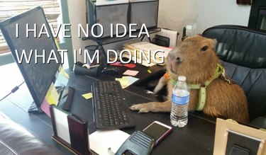 20 Captivating Capybara Photos That Will Leave You Amazed