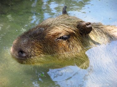 20 Captivating Capybara Photos That Will Leave You Amazed
