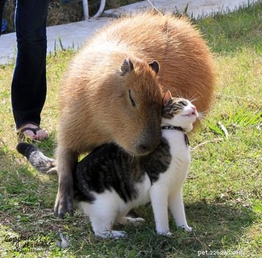 20 Captivating Capybara Photos That Will Leave You Amazed