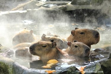 20 Captivating Capybara Photos That Will Leave You Amazed