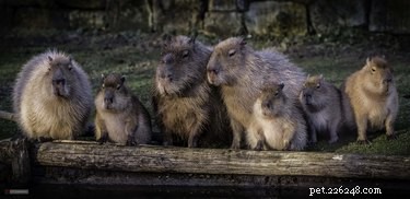20 Captivating Capybara Photos That Will Leave You Amazed
