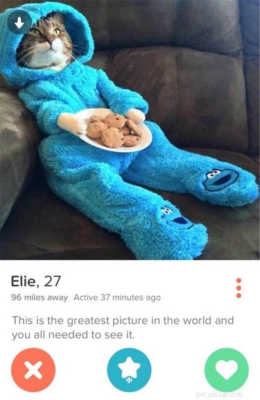 19 Fun Tinder Profiles That Show How Pets Make Online Dating Better