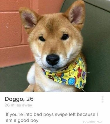 19 Fun Tinder Profiles That Show How Pets Make Online Dating Better