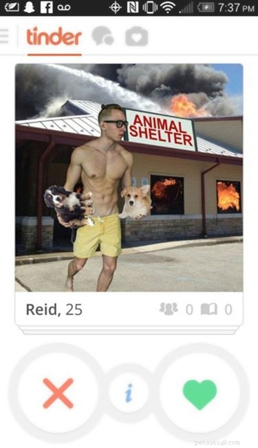 19 Fun Tinder Profiles That Show How Pets Make Online Dating Better