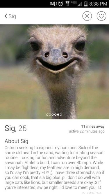 19 Fun Tinder Profiles That Show How Pets Make Online Dating Better