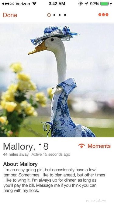 19 Fun Tinder Profiles That Show How Pets Make Online Dating Better