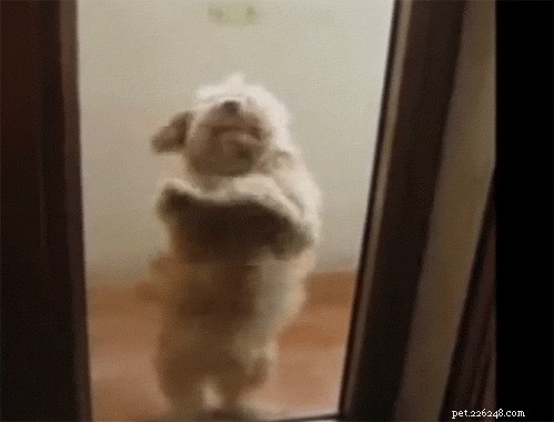 18 Pets to Enjoy a Cozy Friday Night With