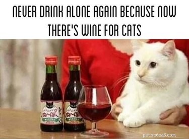 18 Pets to Enjoy a Cozy Friday Night With