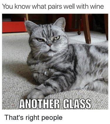 18 Pets to Enjoy a Cozy Friday Night With