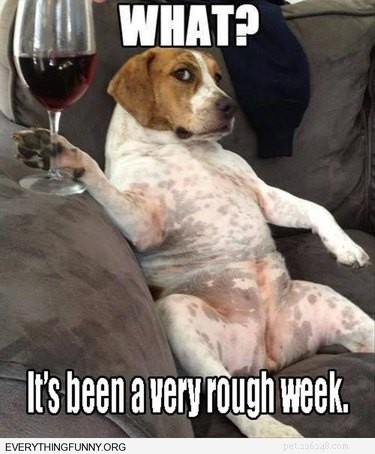 18 Pets to Enjoy a Cozy Friday Night With