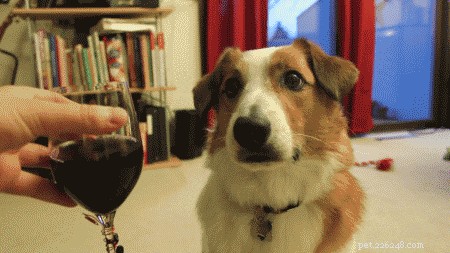 18 Pets to Enjoy a Cozy Friday Night With