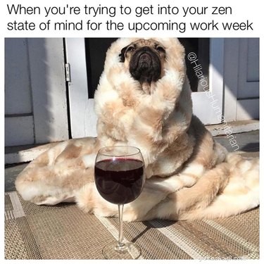 18 Pets to Enjoy a Cozy Friday Night With