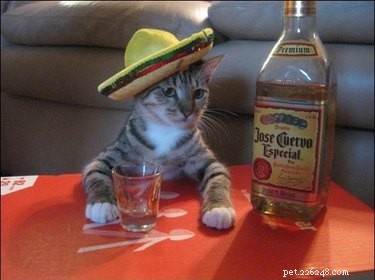 18 Pets to Enjoy a Cozy Friday Night With