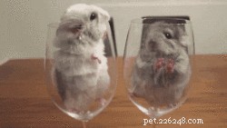 18 Pets to Enjoy a Cozy Friday Night With
