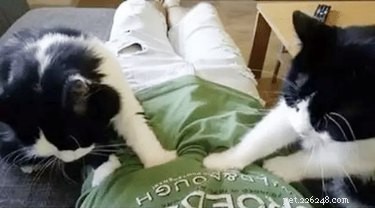 15 Pets That Completely Spoil Their Owners