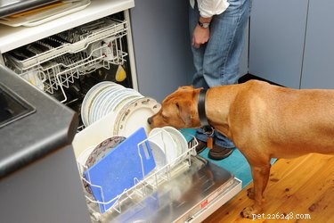 15 Pets That Completely Spoil Their Owners