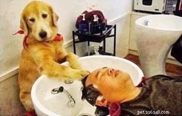15 Pets That Completely Spoil Their Owners