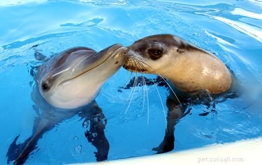 21 Incredible Inter-Species Friendships That Defy Imagination