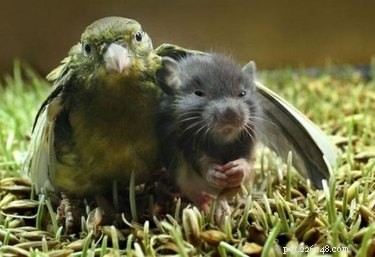 21 Incredible Inter-Species Friendships That Defy Imagination