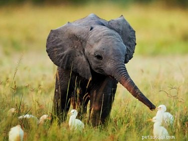 21 Incredible Inter-Species Friendships That Defy Imagination