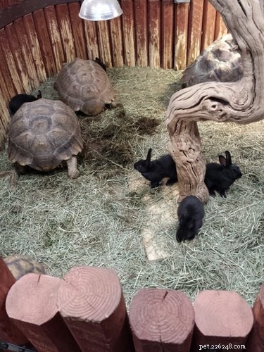 21 Incredible Inter-Species Friendships That Defy Imagination