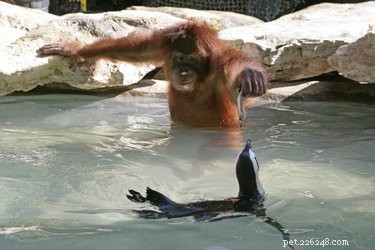 21 Incredible Inter-Species Friendships That Defy Imagination
