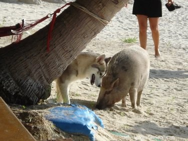 21 Incredible Inter-Species Friendships That Defy Imagination