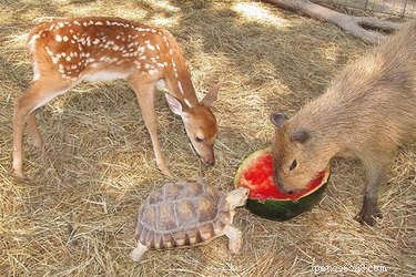 21 Incredible Inter-Species Friendships That Defy Imagination