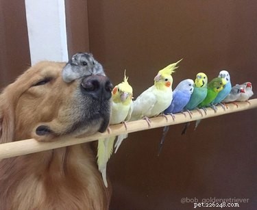 21 Incredible Inter-Species Friendships That Defy Imagination