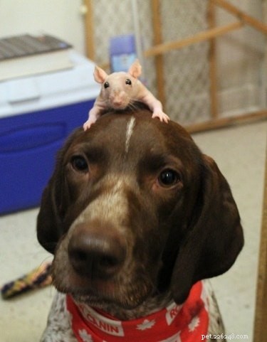 21 Incredible Inter-Species Friendships That Defy Imagination