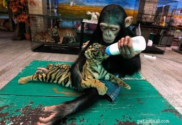 21 Incredible Inter-Species Friendships That Defy Imagination