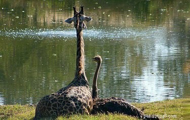 21 Incredible Inter-Species Friendships That Defy Imagination