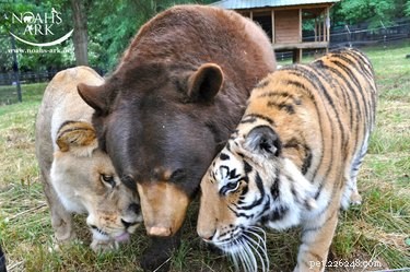 21 Incredible Inter-Species Friendships That Defy Imagination