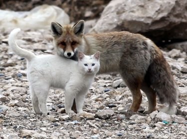 21 Incredible Inter-Species Friendships That Defy Imagination