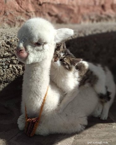 21 Incredible Inter-Species Friendships That Defy Imagination
