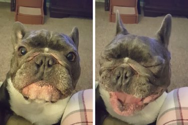 Meet Chibs: The French Bulldog Who Sings for Treats