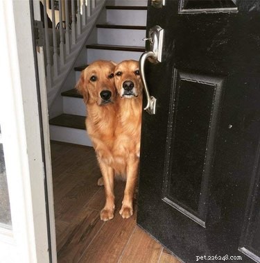 Top 18 Hilarious Pet Photos of the Last Century