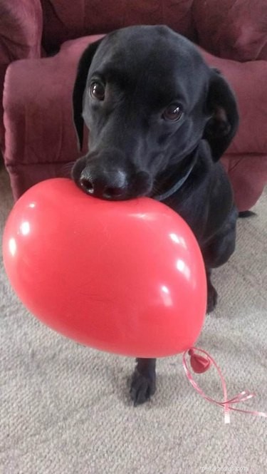 Top 18 Hilarious Pet Photos of the Last Century