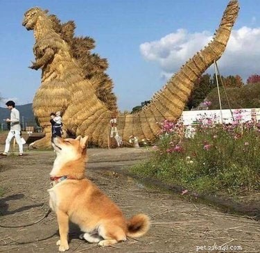Top 18 Hilarious Pet Photos of the Last Century