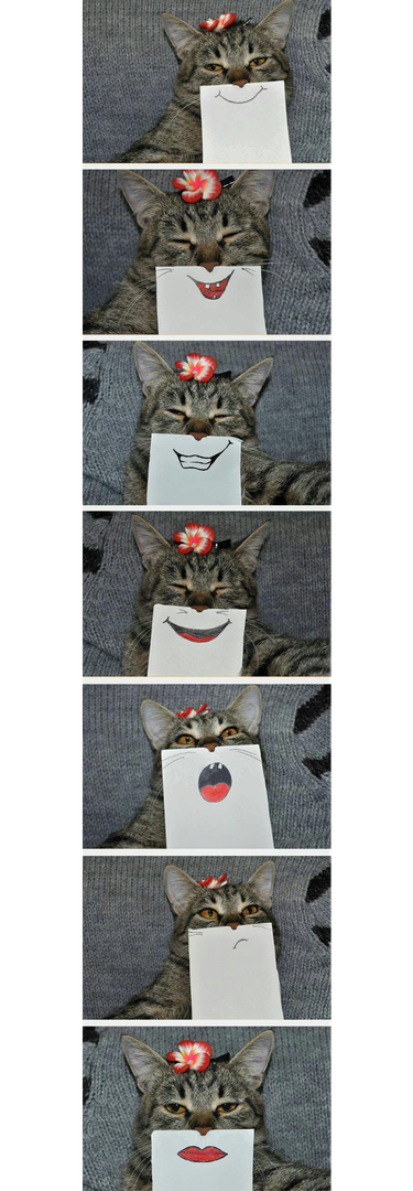 Top 18 Hilarious Pet Photos of the Last Century