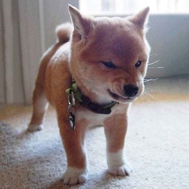 Top 18 Hilarious Pet Photos of the Last Century