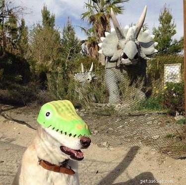 Top 18 Hilarious Pet Photos of the Last Century